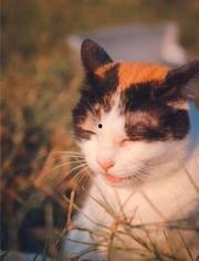 土猫视频大全国产,带你领略中国猫咪的多样魅力