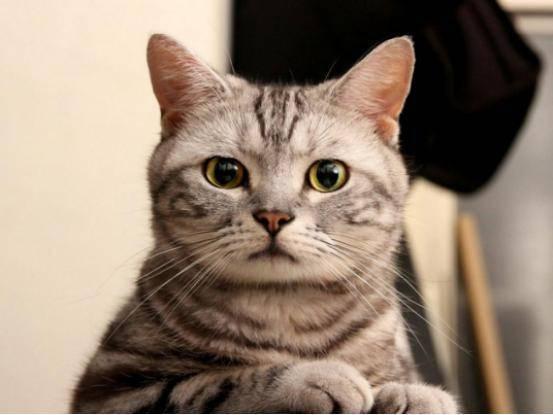 国产猫罐头踩雷视频大全,踩雷视频大全警示录