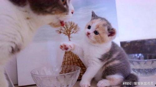 国产猫罐头踩雷视频大全,踩雷视频大全警示录