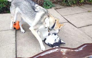 国产狼犬打架视频播放大全