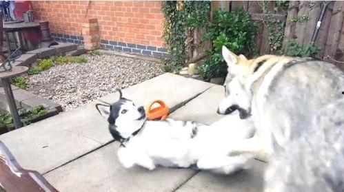 国产狼犬打架视频播放大全